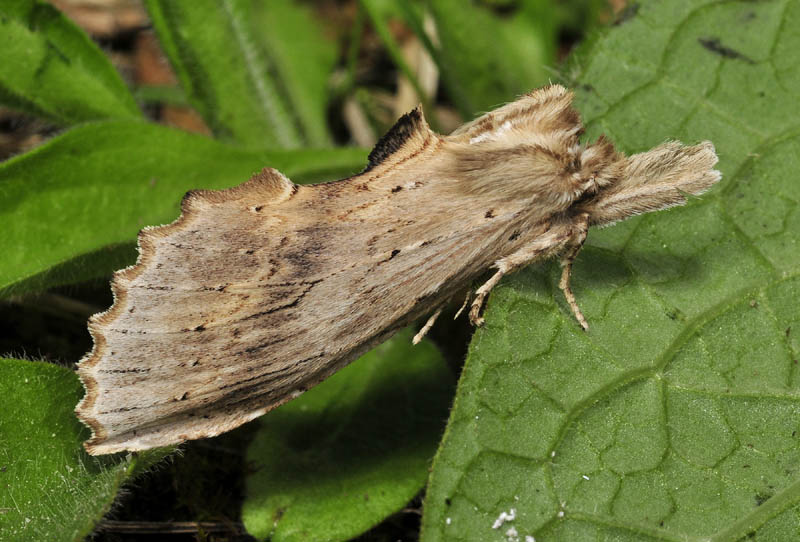 Quiz  2 - Pterostoma palpina, Notodontidae